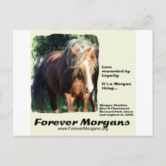 ForeverMorgans Morgan Stallion Postkarte