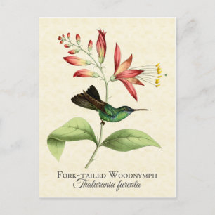 Fork Tail Wood Nymph Hummingbird Art Postkarte
