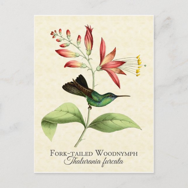 Fork Tail Wood Nymph Hummingbird Art Postkarte (Vorderseite)