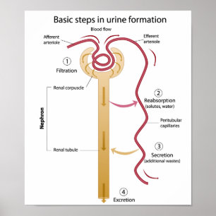 Formation de l'urine Poster