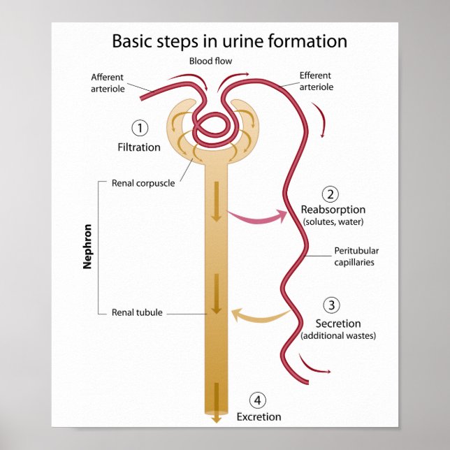 Formation de l'urine Poster (Devant)