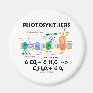 Formel der Fotosynthese-(Chemikalie) Magnet