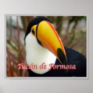 Formosan Toucan - Argentinien - Poster