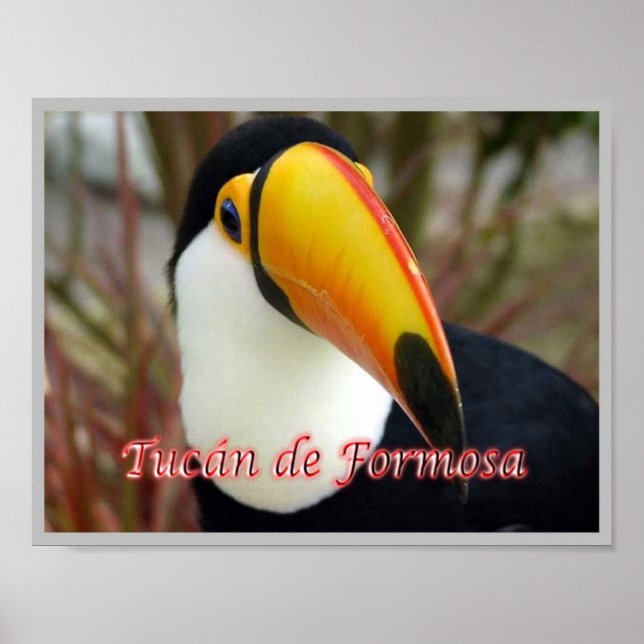 Formosan Toucan Poster (Vorne)