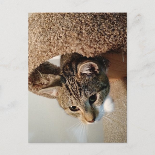 Förster die Katze Postkarte (Vorderseite)