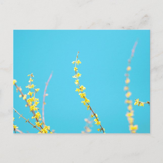 Forsythia 3 postkarte (Vorderseite)