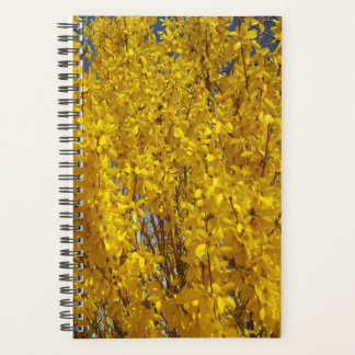 Forsythia Bush près
