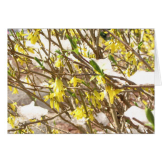 Forsythia de Milou