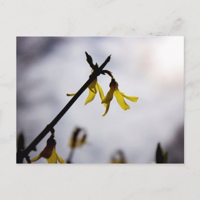 Forsythia Feiertagspostkarte (Vorderseite)