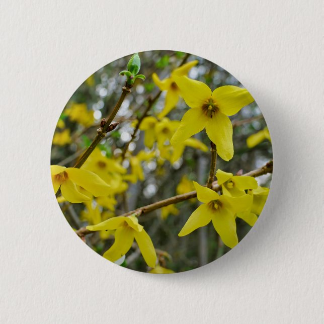 Forsythia im Springtime-Abzeichen Button (Vorderseite)