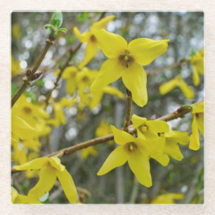 Forsythia in Springtime Glasuntersetzer