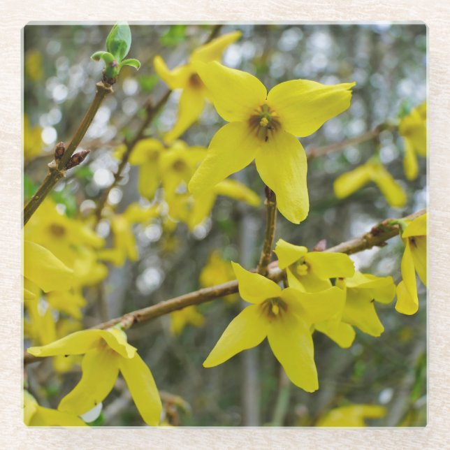 Forsythia in Springtime Glasuntersetzer (Vorderseite)