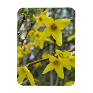 Forsythia in Springtime Magnet