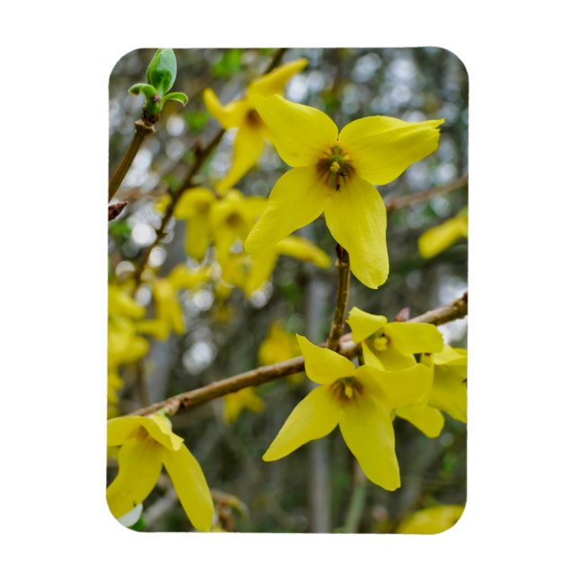 Forsythia in Springtime Magnet (Vertikal)