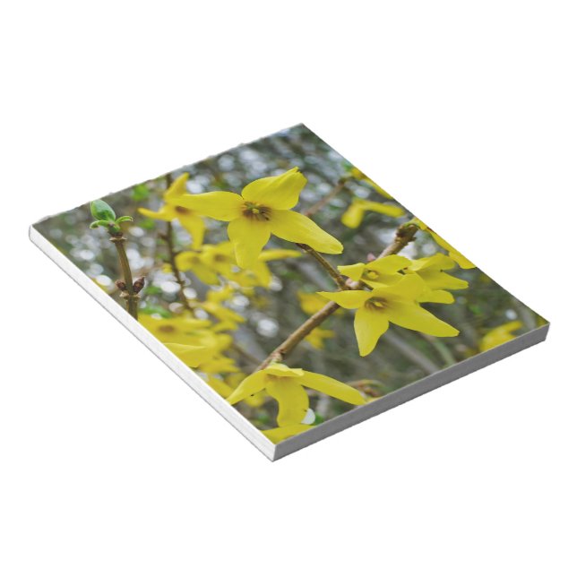 Forsythia in Springtime Notizblock (angewinkelt)