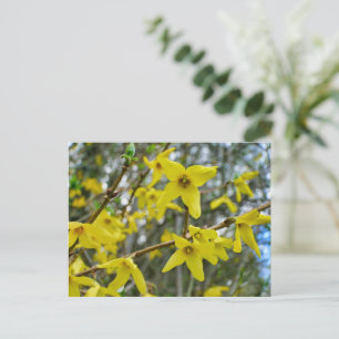 Forsythia in Springtime Postkarte