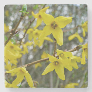 Forsythia in Springtime Steinuntersetzer