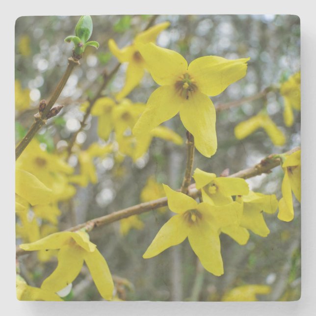 Forsythia in Springtime Steinuntersetzer (Vorderseite)