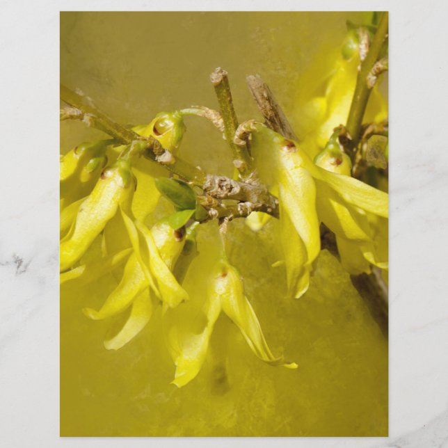 Forsythia - Springtime Sunshine (Vorderseite)