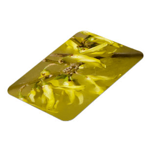 Forsythia - Springtime Sunshine Magnet