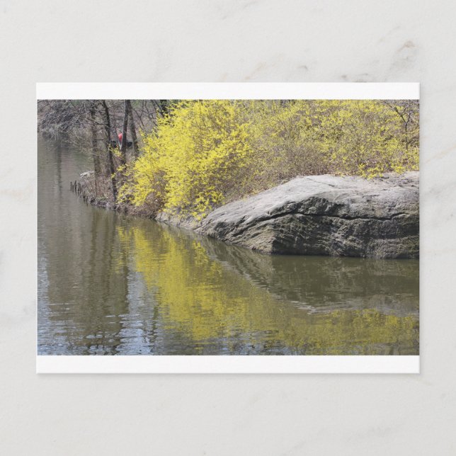 Forsythia und Reflexion Postkarte (Vorderseite)