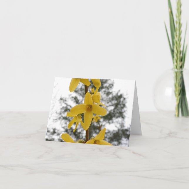 Forsythiablüte notecard karte (Vorderseite)