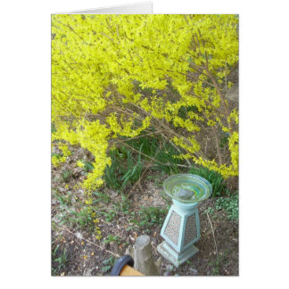 Forsythie en fleurs