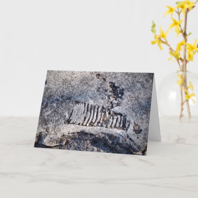 Fossil Nautiloid Cephalopod Ancient Sea Mollusk Karte (Gelbe Blume)