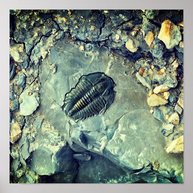 Fossil Poster (Vorne)