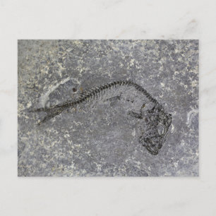 Fossile Fische aus dem Oligozän in Norddeutschland Postkarte