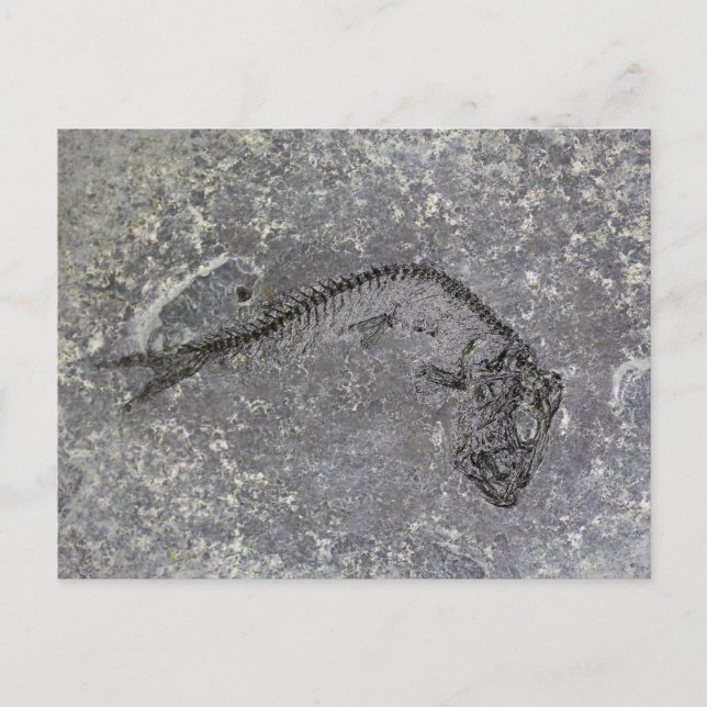 Fossile Fische aus dem Oligozän in Norddeutschland Postkarte (Vorderseite)