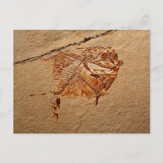 Fossile Fische aus den Kreiden Libanons Postkarte (Vorderseite)