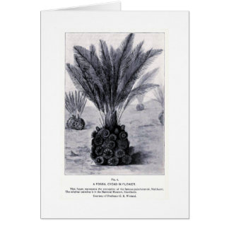 Fossile Zykad in Blume Art Card