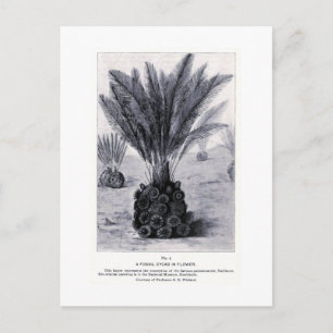 Fossile Zykade in der Blume Postkarte