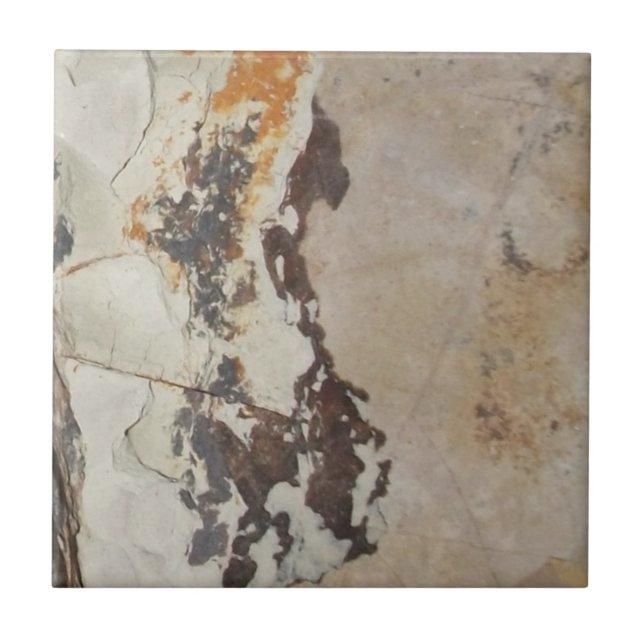 Fossilien aus Fossilien, oder interessante Gestein Fliese (Vorderseite)