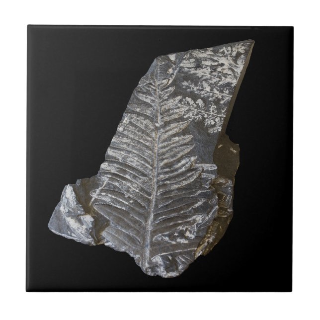 Fossilisierte Fern-Blätter Rock Nature Fotografy Fliese (Vorderseite)