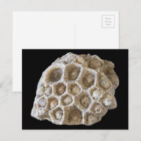 Fossilisierte Korallenrock-Naturfotografie