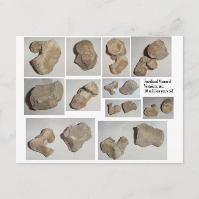 FOSSILISIERTE MAMMAL VERTEBRA POSTKARTE (Vorderseite)