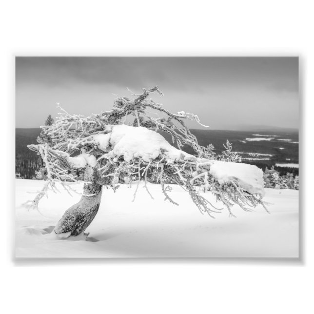 Foto (Vorne)