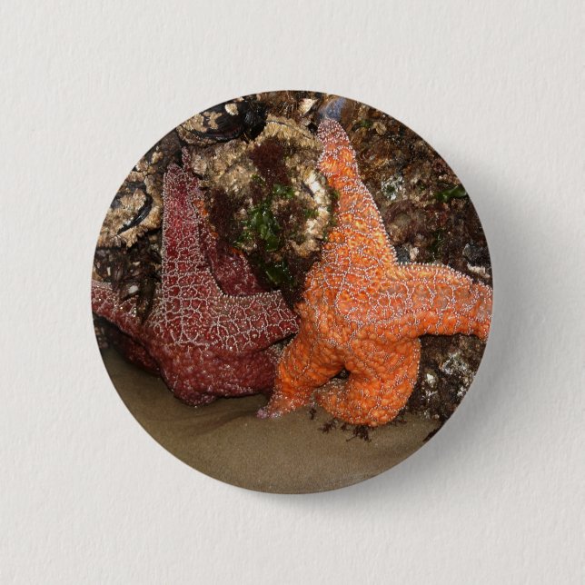 Foto 3 Starfish/Sea Star Foto in Oregon Button (Vorderseite)