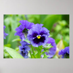 Foto aus blau-blauen Veilchen Poster