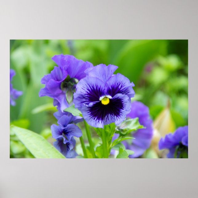 Foto aus blau-blauen Veilchen Poster (Vorne)