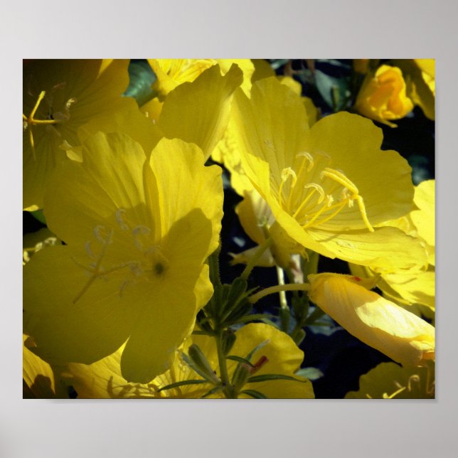 Foto aus gelben Blumen, Posterpapier im Sommer Poster (Vorne)