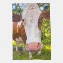 Foto aus Rinderportrait