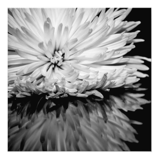 Foto aus schwarzem und weißem Blume (Vorne)