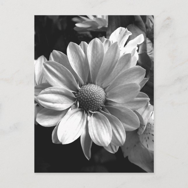 Foto aus schwarzem und weißem Blume Postkarte (Vorderseite)