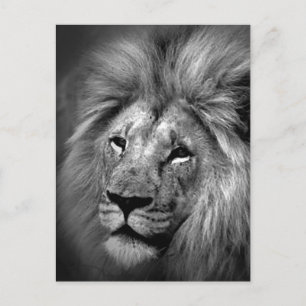 Foto aus schwarzem und weißem Lion Postkarte