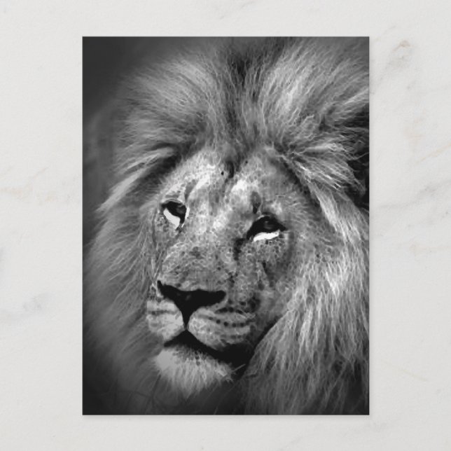 Foto aus schwarzem und weißem Lion Postkarte (Vorderseite)