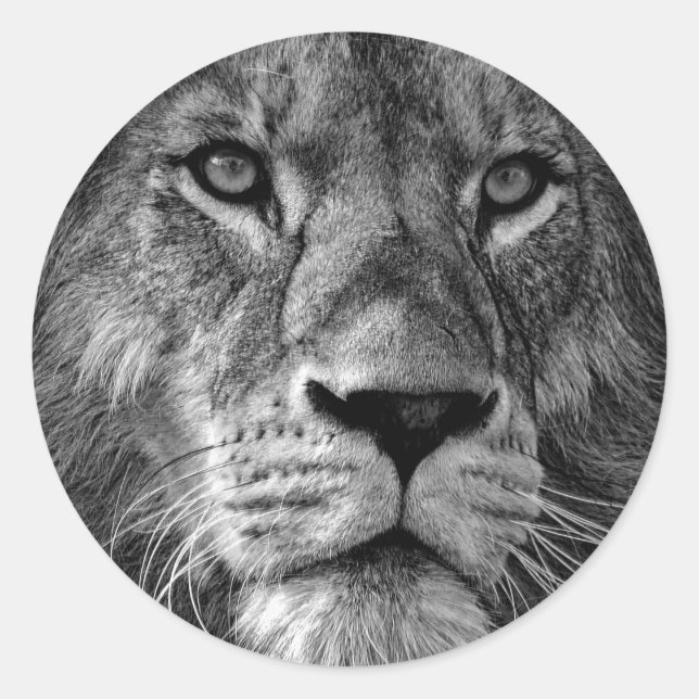 Foto aus schwarzem und weißem Lion Runder Aufkleber (Vorderseite)