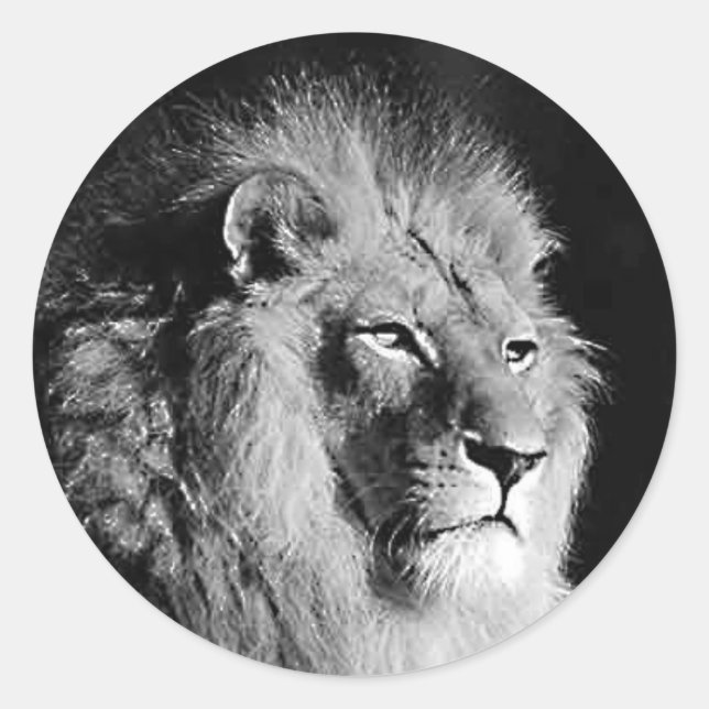 Foto aus schwarzem und weißem Lion Runder Aufkleber (Vorderseite)